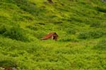 Hatcherpass006