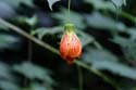gardens013
