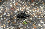 2006jul05002_JFR