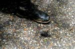 2006jul05004_JFR
