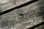 2006jul05008_JFR