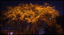 2008mar21075.JPG
